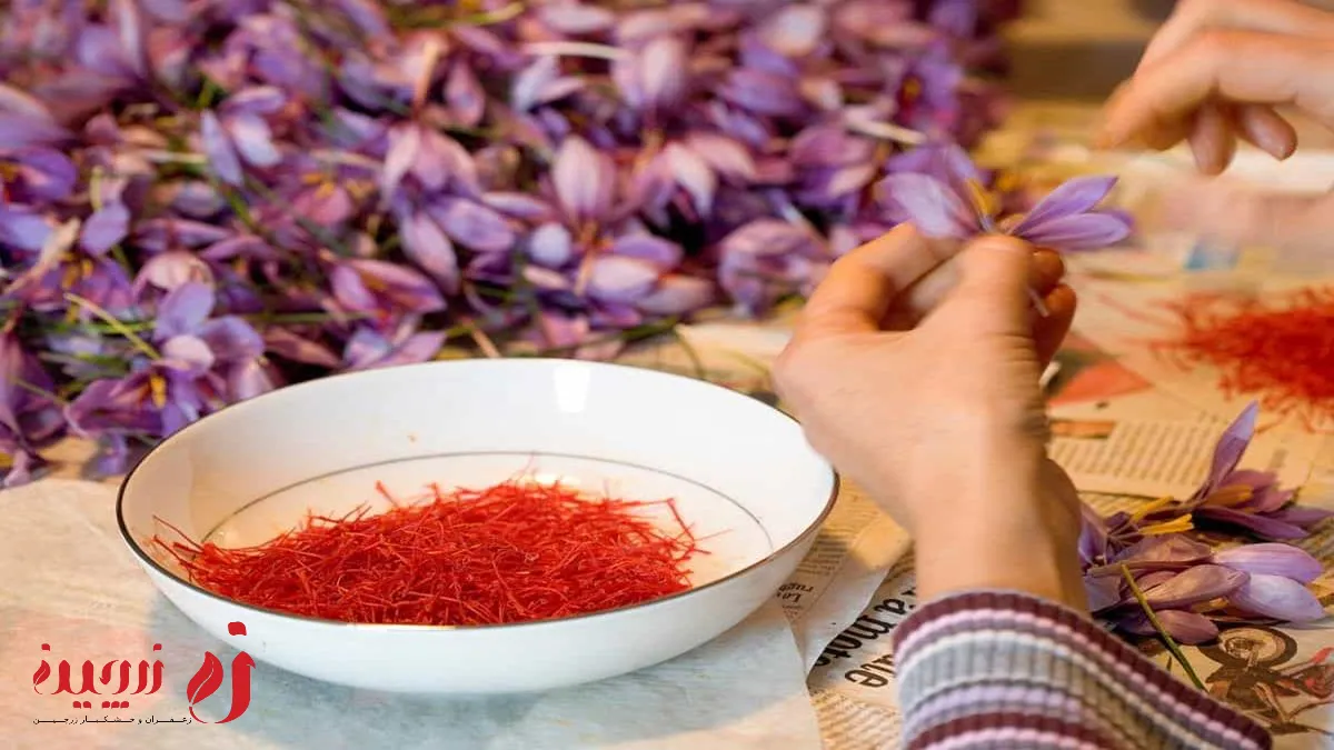 بررسی کلی گیاه زعفران